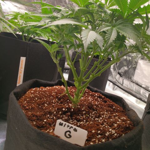 Ultra G growlog timeline photo