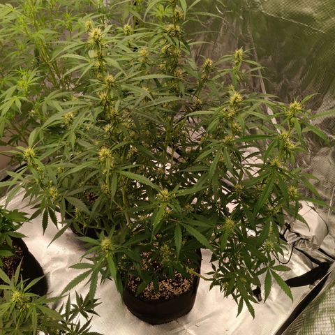 Northern Lights Auto 2 growlog timeline photo