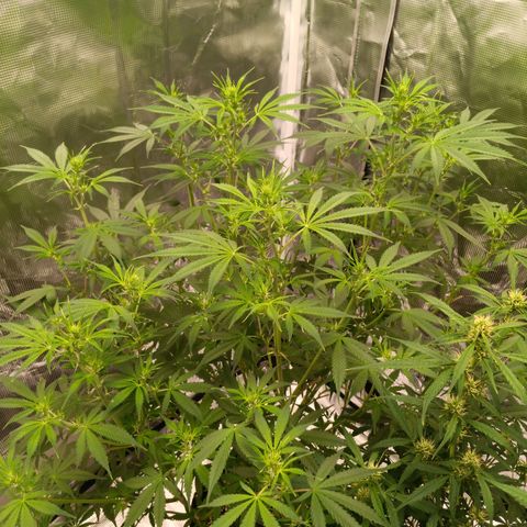 Northern Lights Auto 1 growlog timeline photo