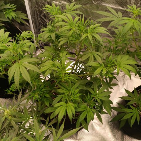 Ultra G growlog timeline photo