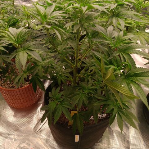 NYC Diesel Auto 2 growlog timeline photo