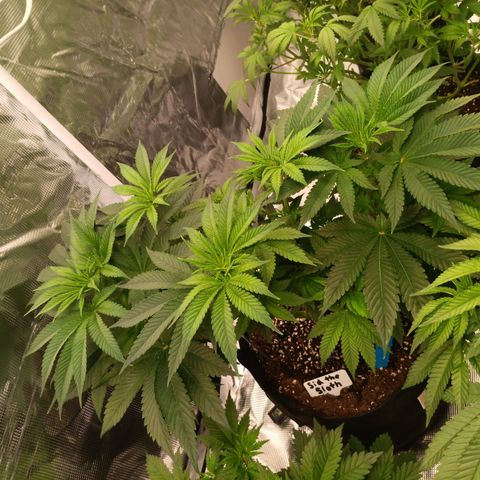 NYC Diesel Auto 3 growlog timeline photo