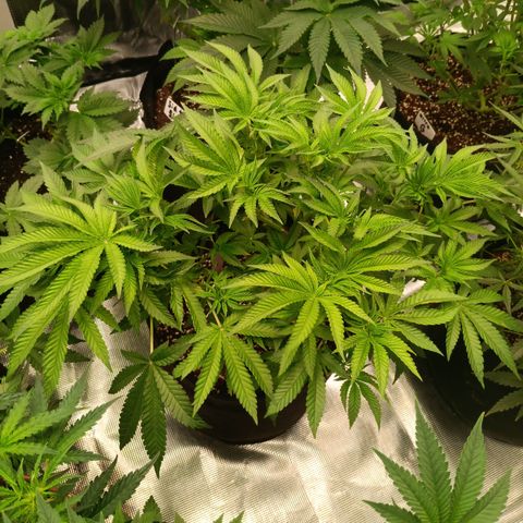 NYC Diesel Auto 1 growlog timeline photo