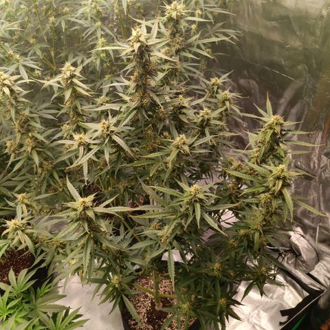 Northern Lights Auto 2 growlog timeline photo