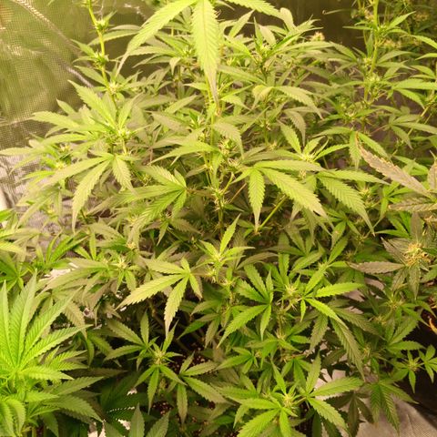 Ultra G growlog timeline photo