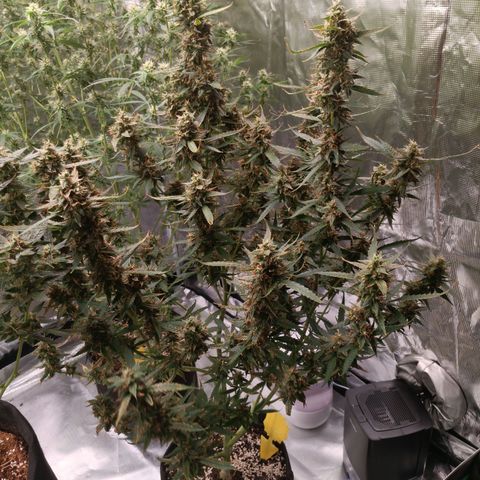 Northern Lights Auto 2 growlog timeline photo