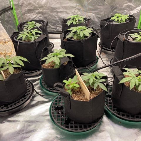 Unknown strain growlog timeline photo