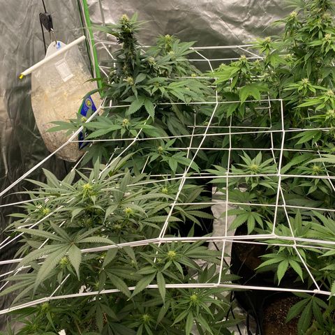 Unknown strain growlog photo: About 4 weeks into flowering 