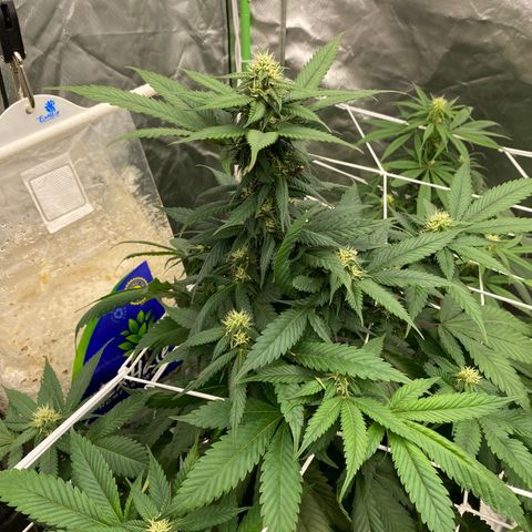 Unknown strain growlog photo: About 4 weeks into flowering 