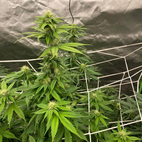 Unknown strain growlog photo: About 4 weeks into flowering 