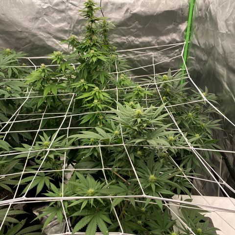 Unknown strain growlog photo: About 4 weeks into flowering 