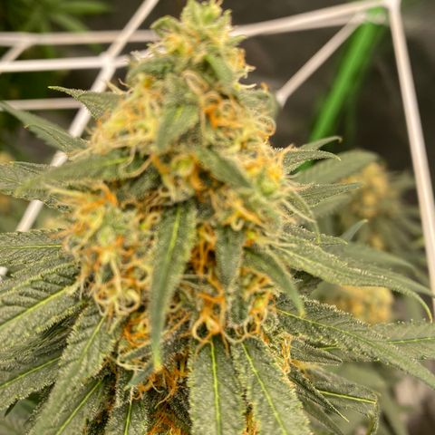Unknown strain growlog timeline photo