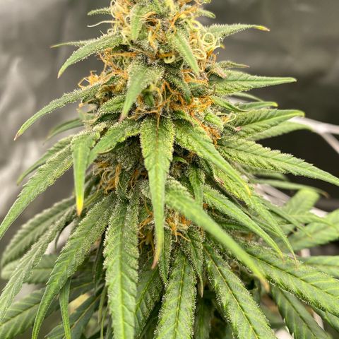 Unknown strain growlog timeline photo