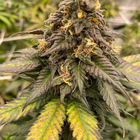 Unknown strain growlog timeline photo