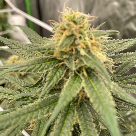 Unknown strain growlog timeline photo