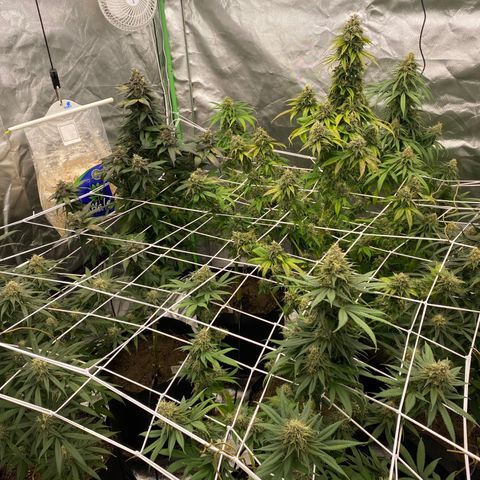 Unknown strain growlog timeline photo