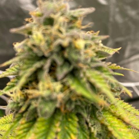 Unknown strain growlog timeline photo