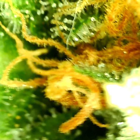 Unknown strain growlog timeline photo
