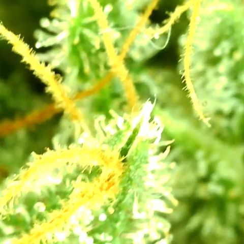 Unknown strain growlog timeline photo