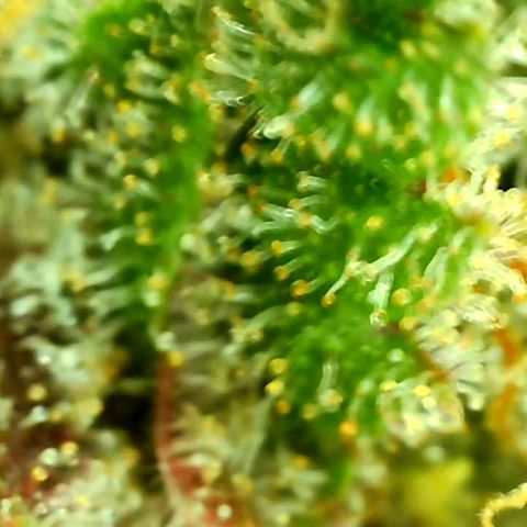 Unknown strain growlog timeline photo