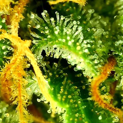 Unknown strain growlog timeline photo