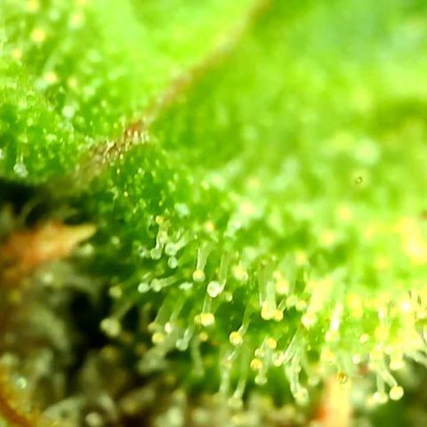 Unknown strain growlog timeline photo