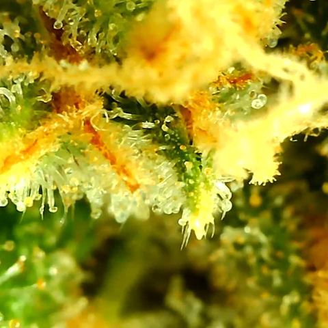 Unknown strain growlog timeline photo