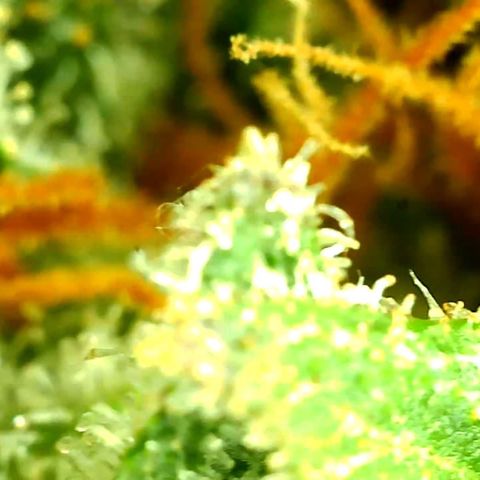 Unknown strain growlog timeline photo