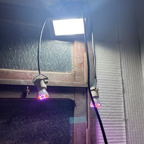 Genética desconhecida growlog photo: Passei ela uma iluminação artificial para pegar 18 por 6