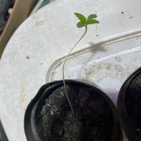Genética desconhecida growlog timeline photo