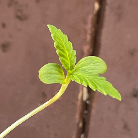 Genética desconhecida growlog photo: Primeiros sinais da 3* camadas de folhas