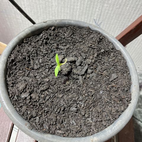 Genética desconhecida growlog photo: Troquei de vaso e apliquei os primeiros nutrientes 