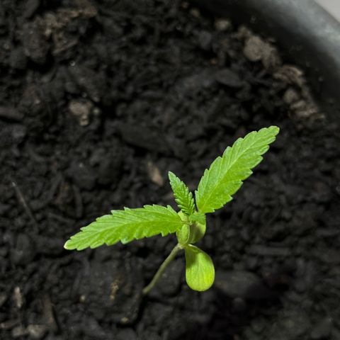 Genética desconhecida growlog timeline photo