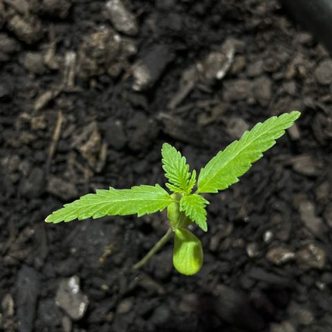 Genética desconhecida growlog timeline photo