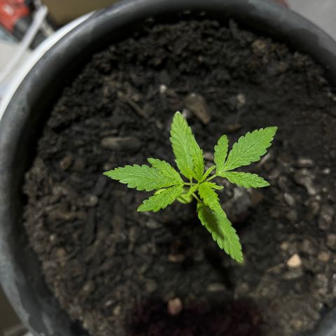 Genética desconhecida growlog photo: A dois dias atrás começou a enrugar, agora está voltando ao normal, provavelmente era excesso de nutrientes.