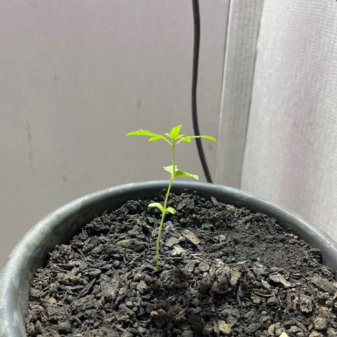 Genética desconhecida growlog photo: 10 cm