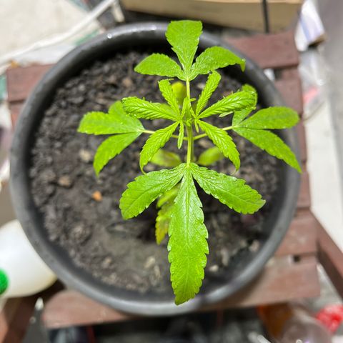 Genética desconhecida growlog photo: Parei de dar nutrientes para ela pro ter travado ela