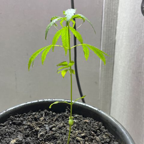 Genética desconhecida growlog photo: Parei de dar nutrientes para ela pro ter travado ela