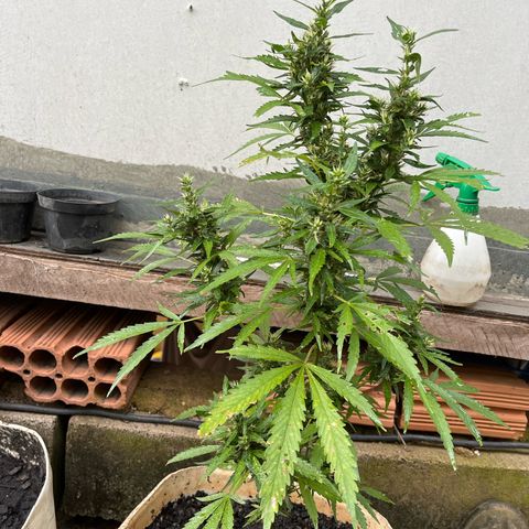 Genética desconhecida growlog timeline photo