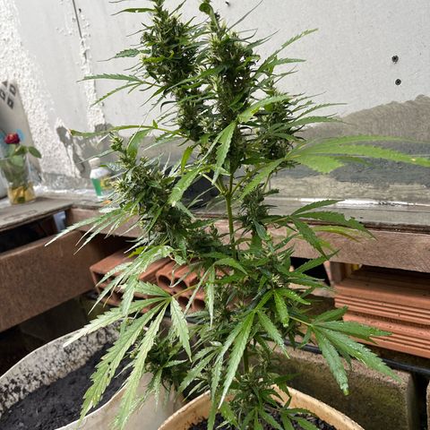 Genética desconhecida growlog timeline photo
