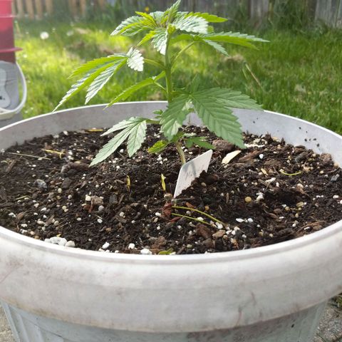 "March 3" growlog photo: "March 3"