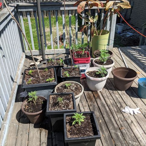 MILK BONE growlog timeline photo
