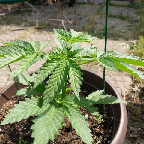 BROWN POT 1 growlog photo: Topped