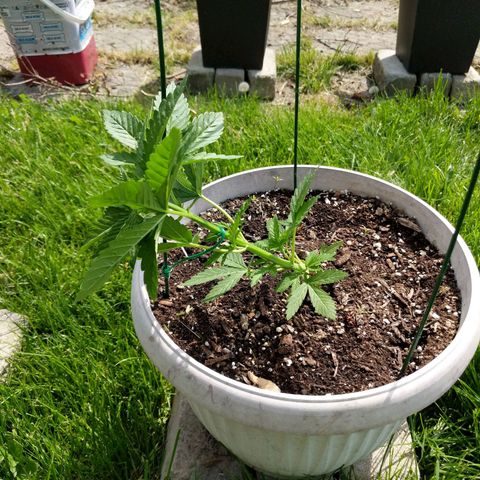 "March 3" growlog photo: Fim and tied