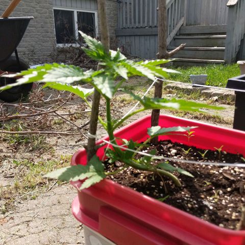 MILK BONE growlog timeline photo
