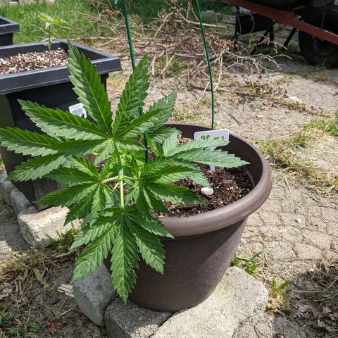 BROWN POT 1 growlog photo: Trained