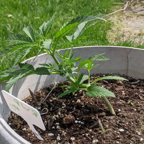 Round white pot 2 growlog photo: Moved the training stick