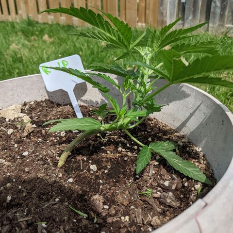 Round white pot 2 growlog photo: Moved the training stick