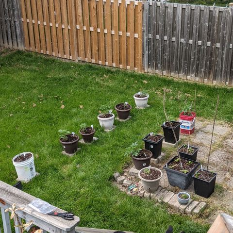 MILK BONE growlog timeline photo
