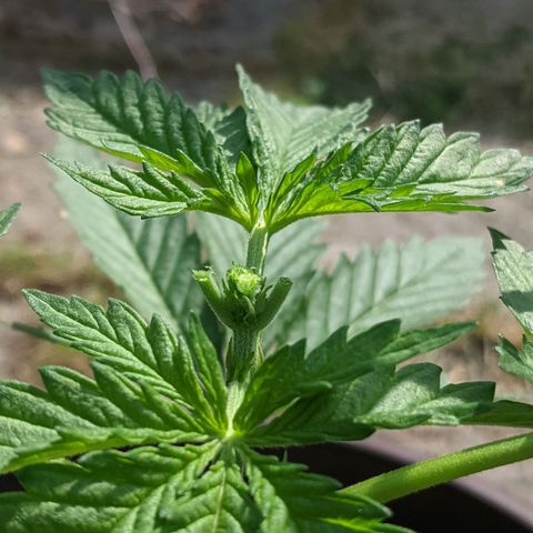 BROWN POT 1 growlog timeline photo